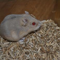 Dværghamster Kwo's Bayamaa