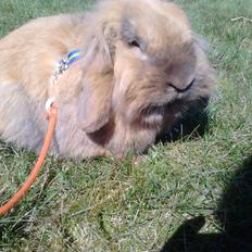 Kanin Jordbærgårdens Exotic Kaki