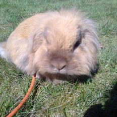 Kanin Jordbærgårdens Exotic Kaki