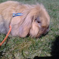 Kanin Jordbærgårdens Exotic Kaki