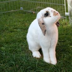 Kanin HaMas Public Enemy af Gress