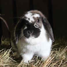 Kanin War War Warsibo