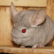 Chinchilla Fogsgaards Lulu
