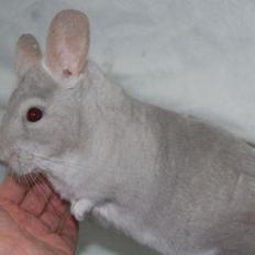 Chinchilla Fogsgaards Lulu