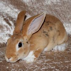 Kanin Ville de la Vallées Silke (Rex)