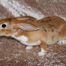 Kanin Ville de la Vallées Silke (Rex)