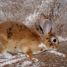 Kanin Ville de la Vallées Silke (Rex)