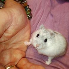 Dværghamster Lindes Chip