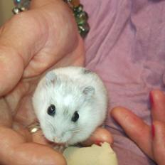 Dværghamster Lindes Chip