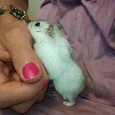 Dværghamster Lindes Chip