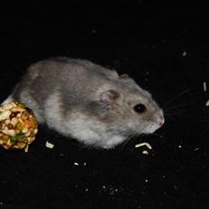 Dværghamster RIP - Hamsterheavens Magnus