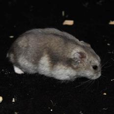 Dværghamster RIP - Hamsterheavens Magnus