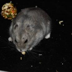 Dværghamster RIP - Hamsterheavens Magnus