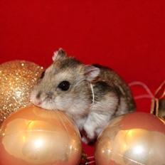 Dværghamster kwo's Gateau