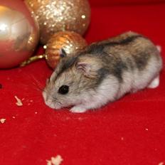 Dværghamster kwo's Gateau