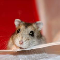 Dværghamster kwo's Gateau