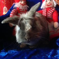 Kanin Lægaardens Tex