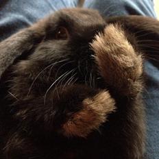 Kanin Black Princess