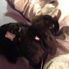 Kanin Black Princess