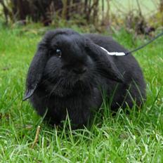 Kanin Fudjo (Himmelgnaver)