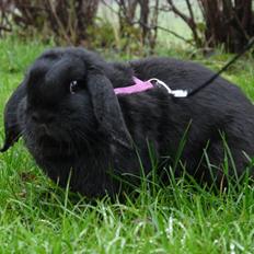 Kanin Fudjo (Himmelgnaver)