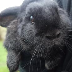 Kanin Fudjo (Himmelgnaver)