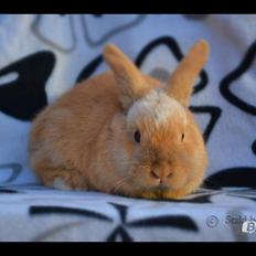 Kanin Beauty's Flying Flame R.I.P