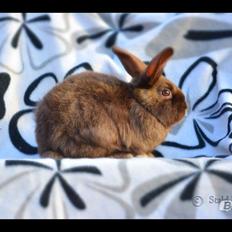 Kanin Beauty's Choko Dream R.I.P