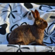 Kanin Beauty's Choko Dream R.I.P