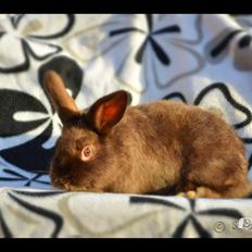 Kanin Beauty's Choko Dream R.I.P