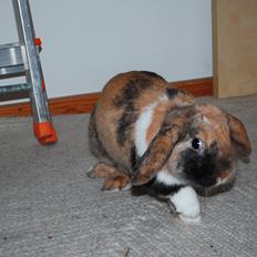 Kanin Aras' Victor(solgt)