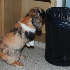 Kanin Aras' Victor(solgt)