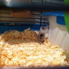 Dværghamster Vanilje 
