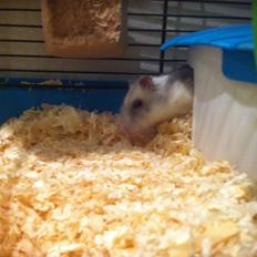 Dværghamster Vanilje 