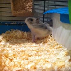 Dværghamster Vanilje 