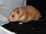 Hamster Lindes Galathea - Galathea ved udstillingen i Brædstrup 28.09.13