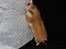 Hamster Lindes Galathea - Galathea ved udstillingen i Brædstrup 28.09.13