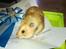 Hamster Lindes Galathea - Galathea med sin ærespræmie fra udstillingen i Brædstrup
