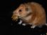 Hamster Lindes Galathea - Galathea ved udstillingen i Valby 12.10.13