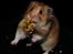Hamster Lindes Galathea - Galathea ved udstillingen i Valby 12.10.13