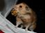 Hamster Lindes Galathea - Galathea ved udstillingen i Valby 12.10.13