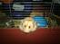 Hamster Lindes Galathea - Galathea bryder ud af alaska-bur