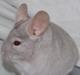Chinchilla Fogsgaards Lulu