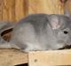 Chinchilla Nova´s Monty