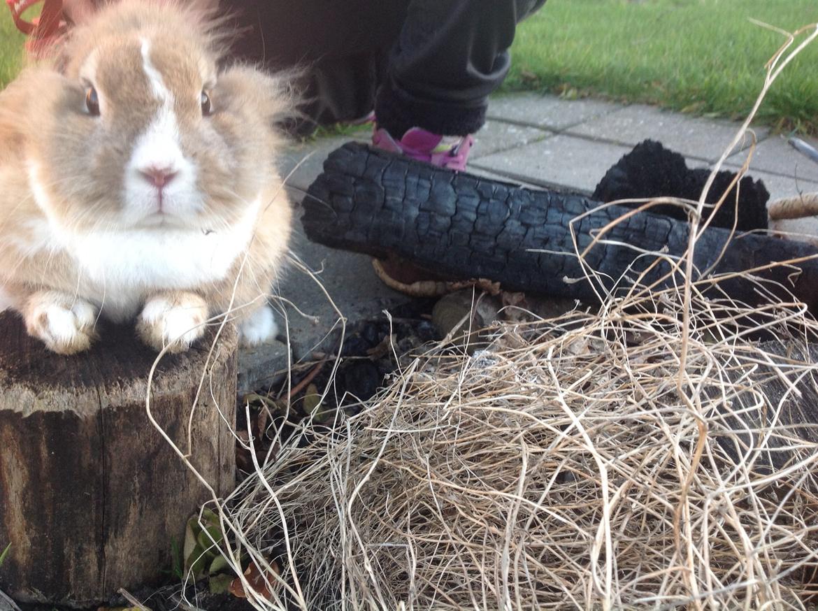 Kanin Sally billede 21