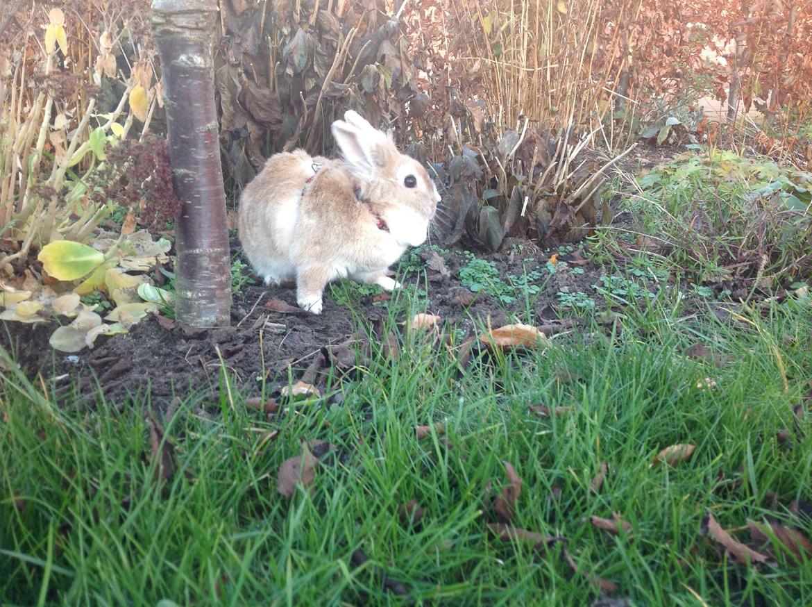 Kanin Sally billede 22