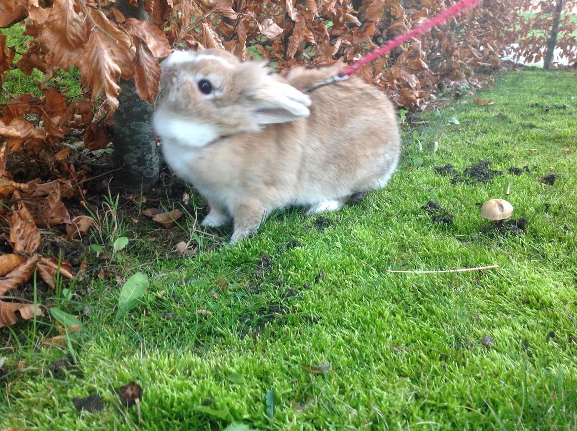 Kanin Sally billede 23