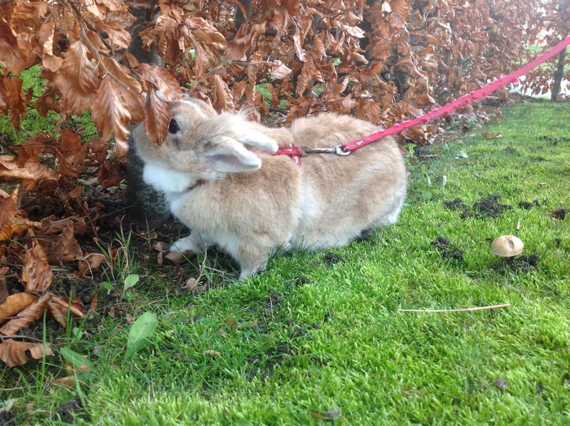 Kanin Sally billede 24