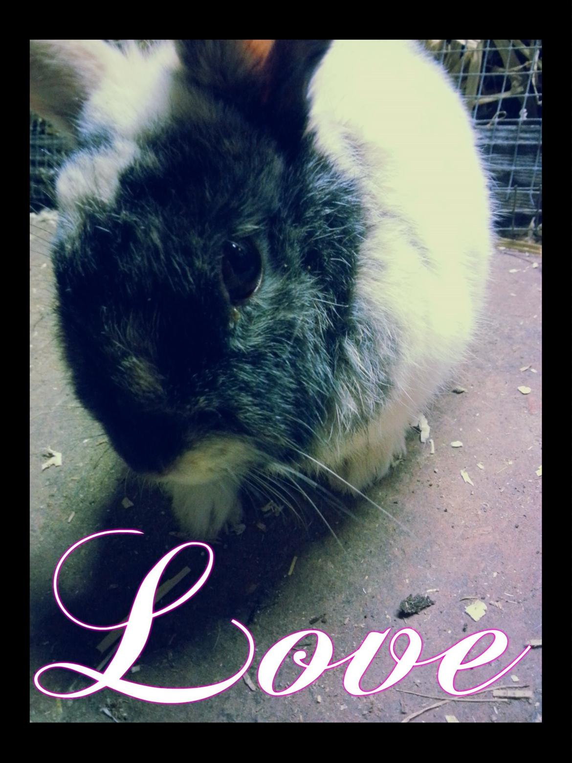 Kanin <3 Mulle <3 - I LOVE YOU FOR EVER <3 <3 billede 1