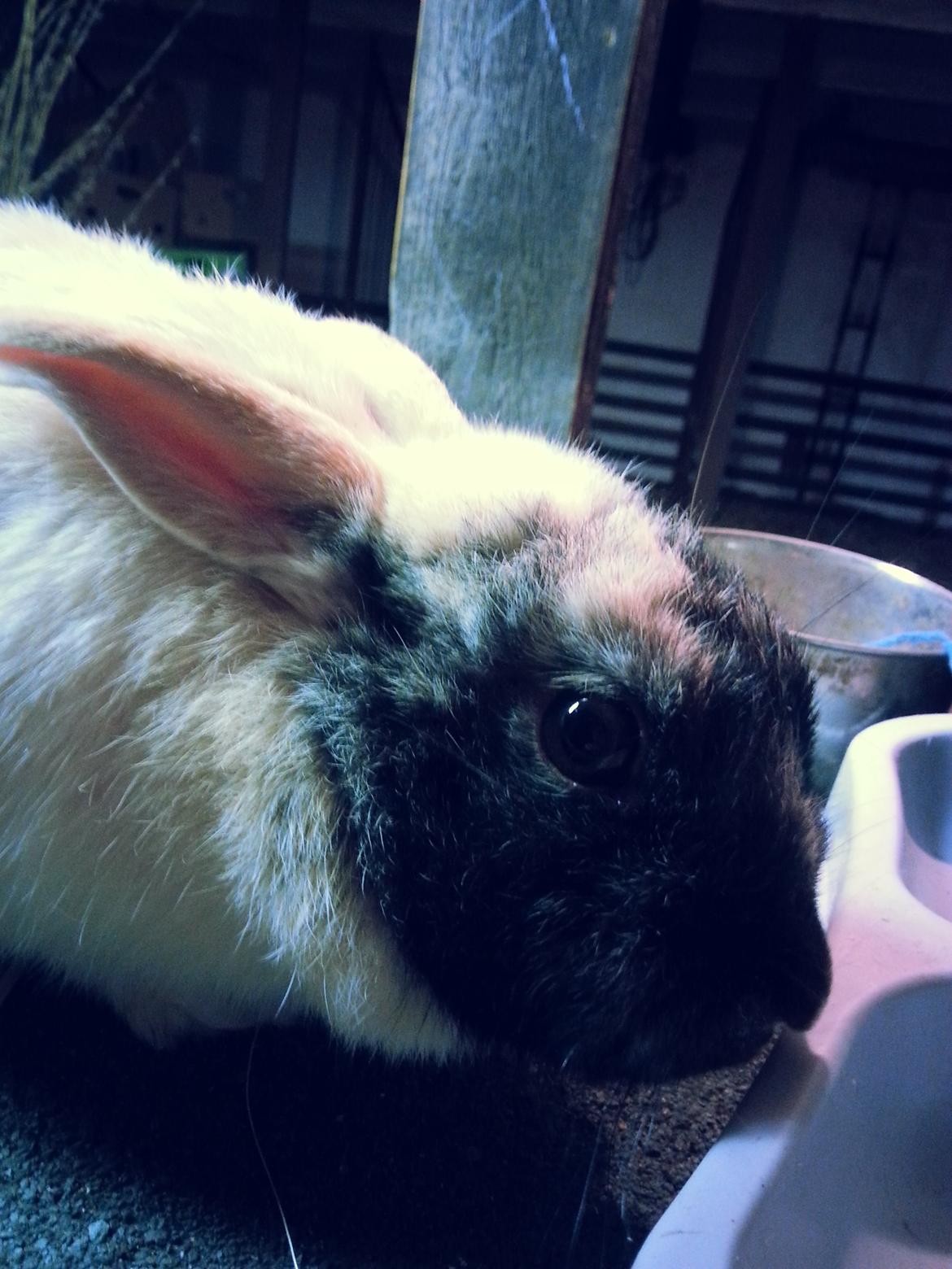 Kanin <3 Mulle <3 - hygge dag med Mulle-Pigen <3 
 billede 2